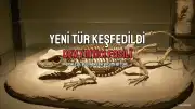 Sidney'de Yeni Bir Tarih Öncesi Amfibi Türü Keşfedildi