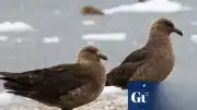 Yeni Zelanda'da İlk Kuş Gribi Vakası Doğrulandı