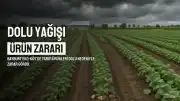 Bayburt Eko-Köy'de Dolu Yağışı Tarım Ürünlerine Zarar Verdi