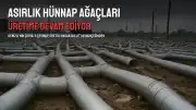 Denizli'de Asırlık Hünnap Ağaçları Üretime Devam Ediyor