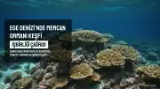 Ege Denizi'nde Mercan Ormanı Keşfi: İşbirliği Çağrısı