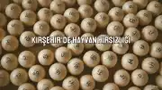 Kırşehir'de Hayvan Hırsızlığı Zanlısı Tutuklandı