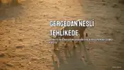 Gergedan Nesli Tehlike Altında: Bazı Türler Yok Olma Riskiyle Karşı Karşıya