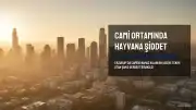 Namaz Kılarken Kediye Tekme Attığı Görüntülenen Şahıs Gözaltına Alındıktan Sonra Serbest Bırakıldı