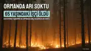 Taşköprü'de Ağaç Keserken Arı Sokması Sonucu 65 Yaşındaki İşçi Hayatını Kaybetti