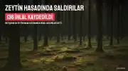 Batı Şeria'da Zeytin Hasadı Sezonunda 136 Saldırı Kaydedildi
