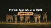 Diyarbakır'ın Çermik İlçesinde Otomobil Bagajına Giren Yılan Esnaf Tarafından Doğaya Bırakıldı