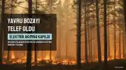 Erzurum Palandöken'de Elektrik Direğine Tırmanan Yavru Bozayı Akıma Kapılarak Hayatını Kaybetti