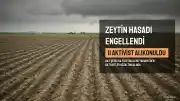 İsrail askerleri El Halil'de zeytin hasadına katılan 11 yabancı aktivisti alıkoydu