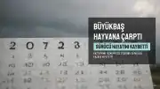 Kastamonu'da Büyükbaş Hayvana Çarpan Otomobil Sürücüsü Hayatını Kaybetti