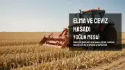 Konya Beyşehir Gölyaka'da Elma ve Ceviz Hasadı Yoğun Şekilde Devam Ediyor