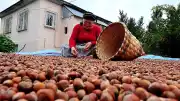Düzce'den AB'ye 4 Ayda 5 Bin 291 Ton Fındık İhracatı