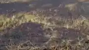Siverek'te Arazi Yangını: 3 Yaralı ve Büyük Maddi Hasar