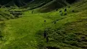 Tunceli'de Mantar Toplayan 3 Kişi Ayı Saldırısına Uğradı
