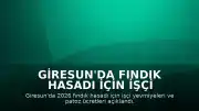 Giresun'da Fındık Hasadı İçin İşçi Yevmiyeleri Belirlendi