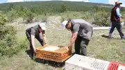 Kastamonu'da Kenelerle Mücadelede Biyolojik Yöntem: 1200 Kınalı Keklik Doğaya Salındı