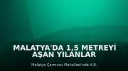 Malatya'da 1,5 Metreyi Aşan Yılanlar Doğaya Salındı