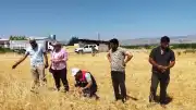 Malatya'da Nohut Hasadı Başladı: 500 Ton Rekolte Bekleniyor