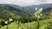 Ordu'da Endemik Akkuş Zambağı'nı Koruma İçin Hukuki Süreç Başlatıldı