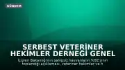 Serbest Veteriner Hekimler Derneği Genel Başkanı Bilsay Kanat: "Bize kaç hayvan toplandığını değil, kaçının yaşatıldığını söyleyin"