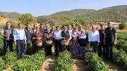Bilecik'in Tescilli Kamber Biberinde Hasat Heyecanı Başladı
