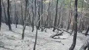 Susurluk'ta Yangın Alanında Ağaçlandırma Hazırlıkları Tamamlanıyor