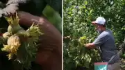 Türkiye'nin 'Yeşil Altını' Fındıkta Hasat Dönemi Başladı