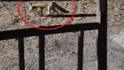 Bursa'da Vatandaş, Ormanda Karşılaştığı Tilkiyi Peynirle Besledi