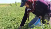 Karahıdır Domatesinin Hasadı Başladı: Rüzgarla Değişen Lezzet