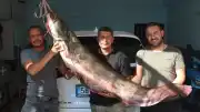 Kızılırmak'ta Yakalanan 1.90 Metrelik Yayın Balığı Şaşırttı