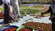 Muş'ta Yol Kenarında Başlayan Kurutulmuş Sebze Üretimi Avrupa'ya Ulaştı