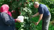 Televizyonda Gördüğü Ahududu ve Böğürtlen Üretimiyle Bahçesinden Bereket Elde Etti
