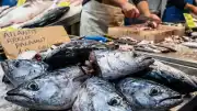 Palamut Kafası Yemekleri Popülerleşti