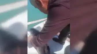 Sinop'ta Balıkçı Ağına Takılan Yunus Yavrusu Kurtarıldı