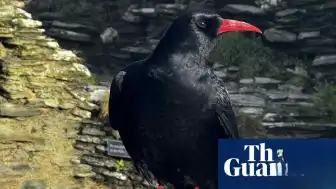 Tintagel Kalesi'nde On Yıllar Sonra Saka Kuşları Yeniden Görüldü