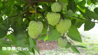 Kuraklığa Dayanıklı ve Az Su Tüketen Yüksek Verimli 'Custard Apple' Yetiştiriciliği Yaygınlaşıyor