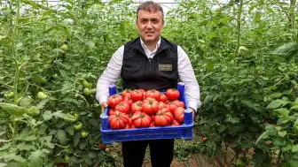 Bilecik Valisi Faik Oktay Sözer Söğüt'te Örtü Altı Domates Hasadına Katıldı