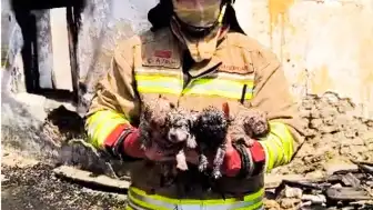 Manisa'da Çıkan Yangında Kurtarılan Köpek ve 4 Yavrusu Tedavi Altında