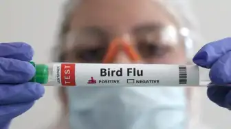 Avustralya'da İlk H5 Kuş Gribi Vakası Onaylandı