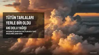 Çelikhan'da Ani Dolu Yağışı Tütün Tarlalarına Zarar Verdi