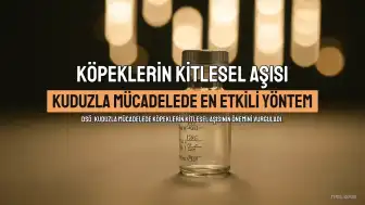 DSÖ: Kuduzla Mücadelede En Etkili Yöntem Köpeklerin Kitlesel Aşılanması