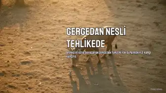 Gergedan Nesli Tehlike Altında: Bazı Türler Yok Olma Riskiyle Karşı Karşıya