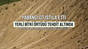 Süs Bitkisi Olarak Getirilen Yabancı Ot Türü Kanarya Adaları'nda İstila Yarattı