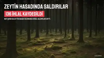 Batı Şeria'da Zeytin Hasadı Sezonunda 136 Saldırı Kaydedildi