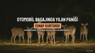 Diyarbakır'ın Çermik İlçesinde Otomobil Bagajına Giren Yılan Esnaf Tarafından Doğaya Bırakıldı