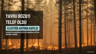 Erzurum Palandöken'de Elektrik Direğine Tırmanan Yavru Bozayı Akıma Kapılarak Hayatını Kaybetti