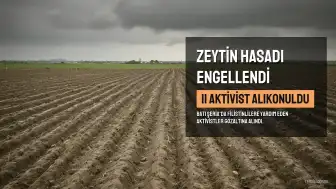 İsrail askerleri El Halil'de zeytin hasadına katılan 11 yabancı aktivisti alıkoydu