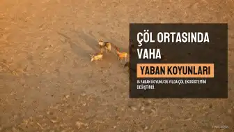 Yaban Koyunu Popülasyonu 35 Yılda Çöl Ortasında Yeşil Bir Vaha Yarattı