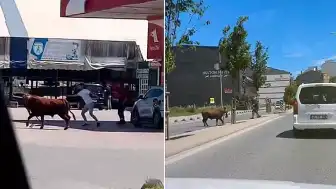 Arnavutköy'de Kurbanlık Dana Paniği: Sokaklarda Kovalamaca Yaşandı