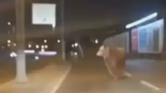 Avcılar'da D-100 Karayolu'na Çıkan Kurbanlık Boğa Trafiği Aksattı